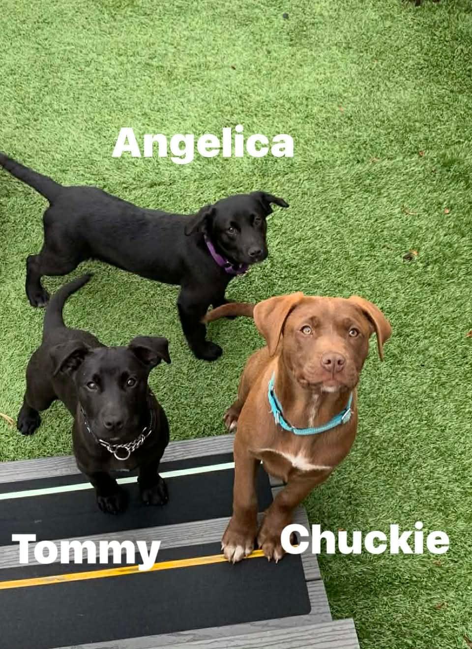 Angelica , an adopted mixed breed in Douglas, MA image 3/4