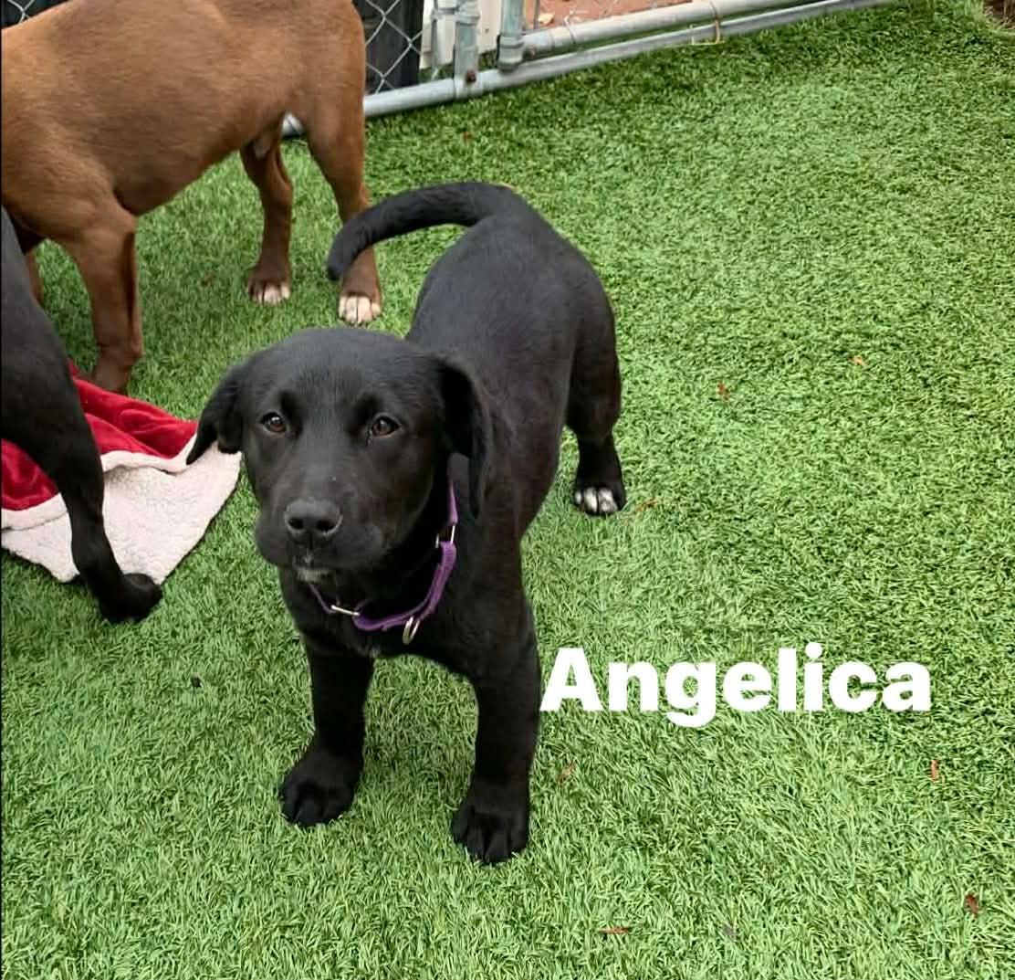 Angelica , an adopted mixed breed in Douglas, MA image 1/4