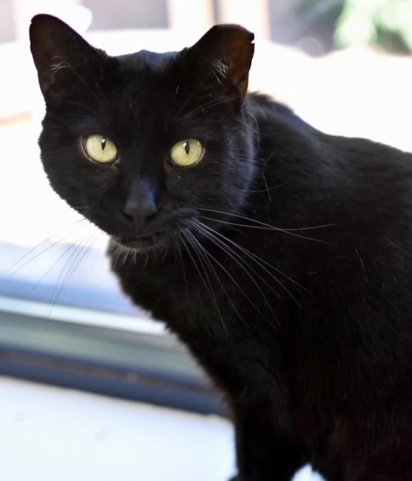 Chip, Adoptable, Adult Male Domestic Short Hair.