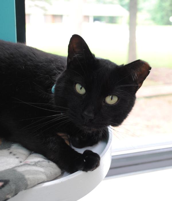 Enlarge Chip, a Adoptable Domestic Short Hair in Marietta, GA image 2/3