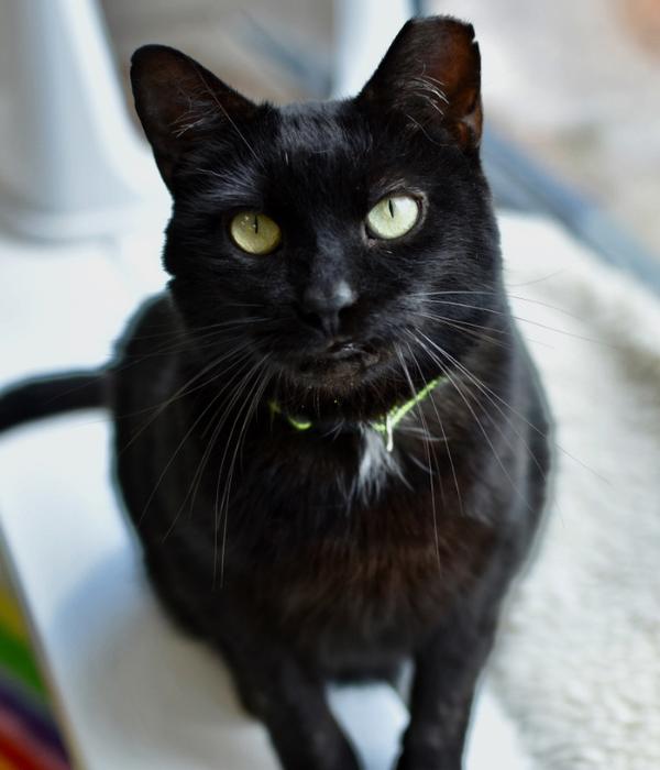 Enlarge Chip, a Adoptable Domestic Short Hair in Marietta, GA image 3/3