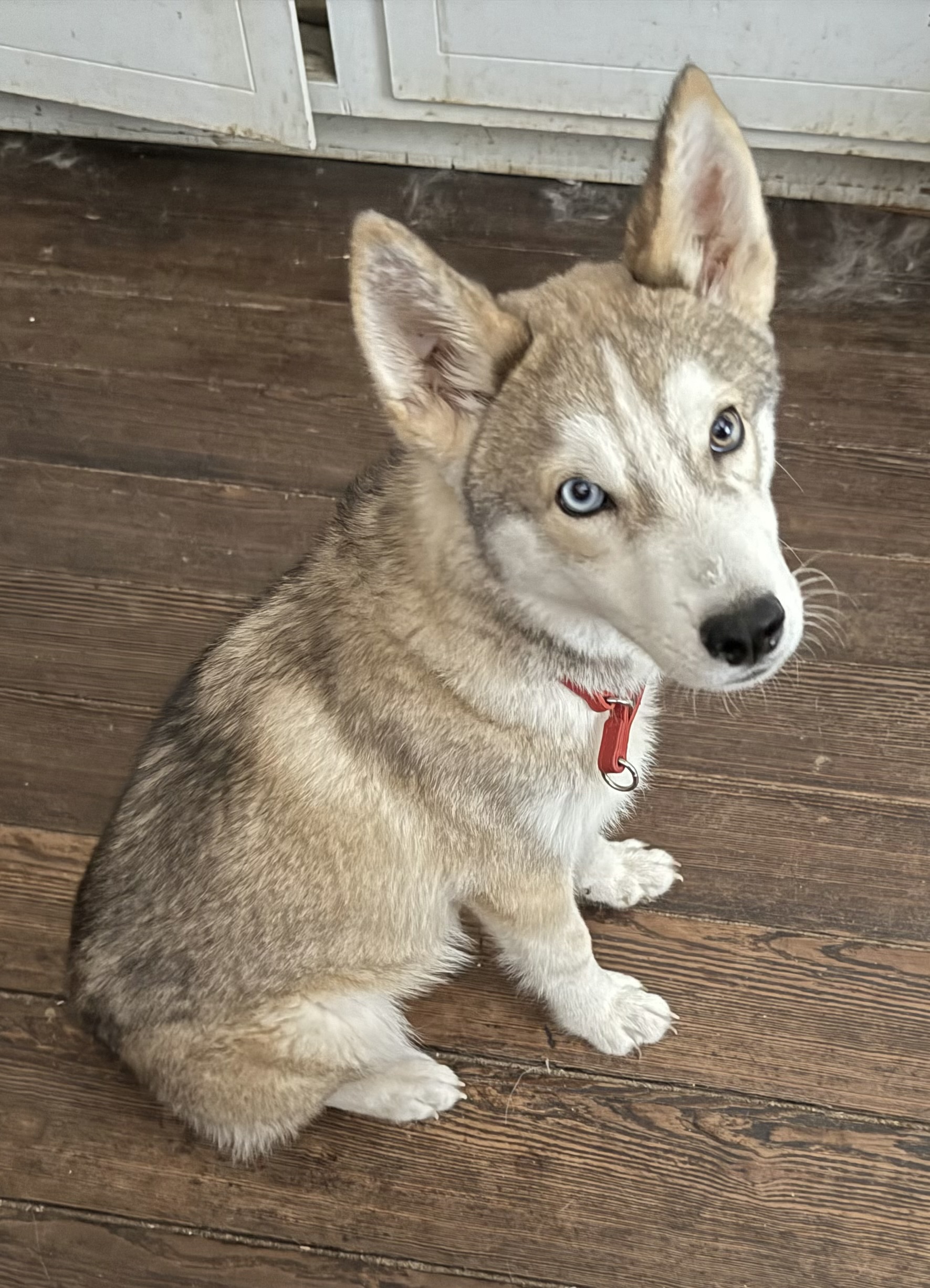 Dog for adoption Coyote, a Siberian Husky in Downers Grove, IL