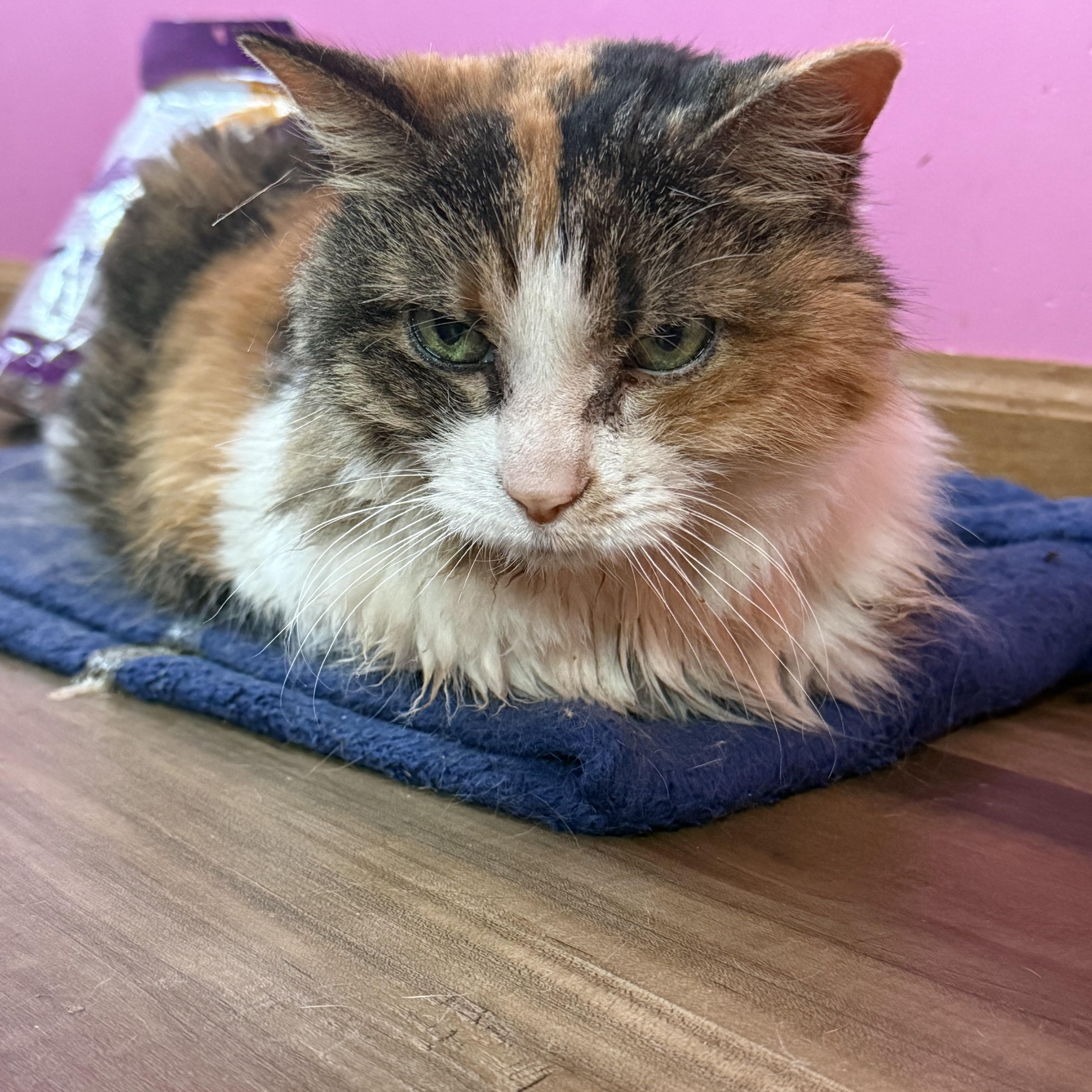 Patches, a ADOPTABLE Domestic Long Hair in Highland, IN image 1/2