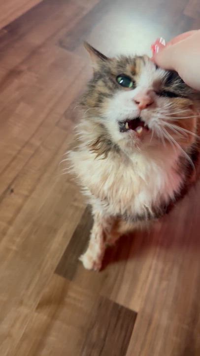 Enlarge Patches, a ADOPTABLE Domestic Long Hair in Highland, IN video 2/2