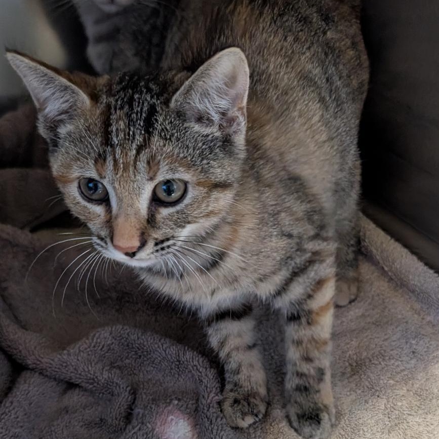 Enlarge Parsnip, a Adoptable Domestic Short Hair in Reisterstown, MD image 2/3