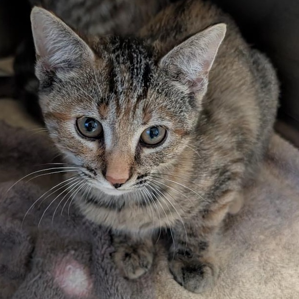 Parsnip, Adoptable, Kitten Female Domestic Short Hair.