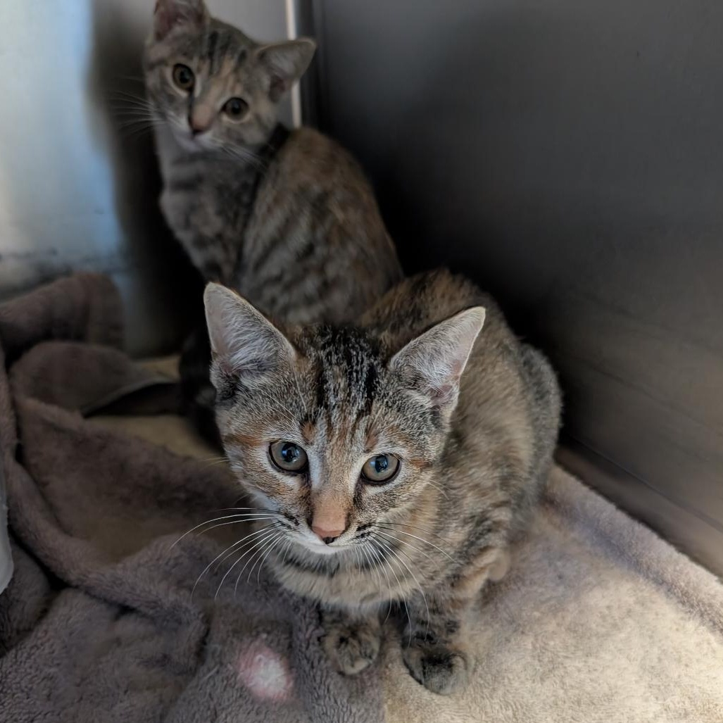 Enlarge Parsnip, a Adoptable Domestic Short Hair in Reisterstown, MD image 3/3