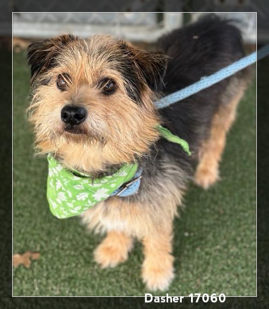 DASHER, an adopted Border Terrier in Marietta, GA image 3/6
