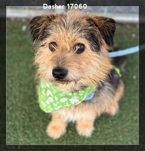 DASHER, an adopted Border Terrier in Marietta, GA image 1/6