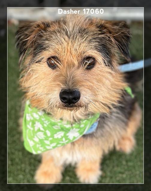 DASHER, an adopted Border Terrier in Marietta, GA image 5/6
