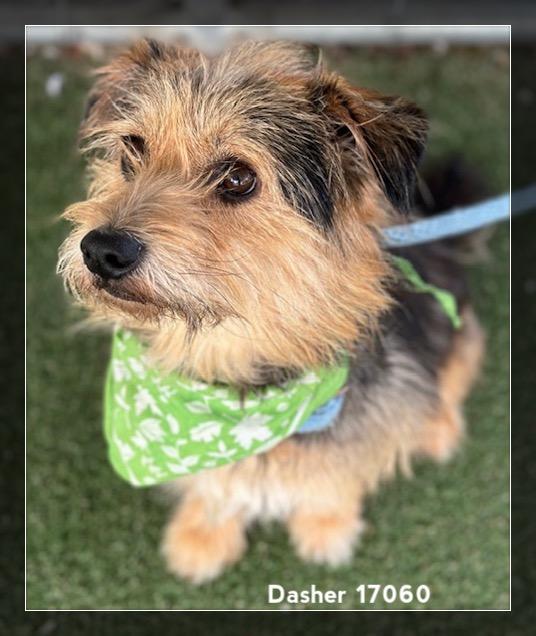 DASHER, an adopted Border Terrier in Marietta, GA image 6/6
