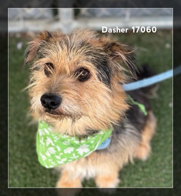 DASHER, an adopted Border Terrier in Marietta, GA image 4/6