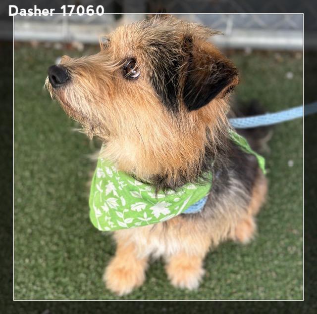 DASHER, an adopted Border Terrier in Marietta, GA image 2/6