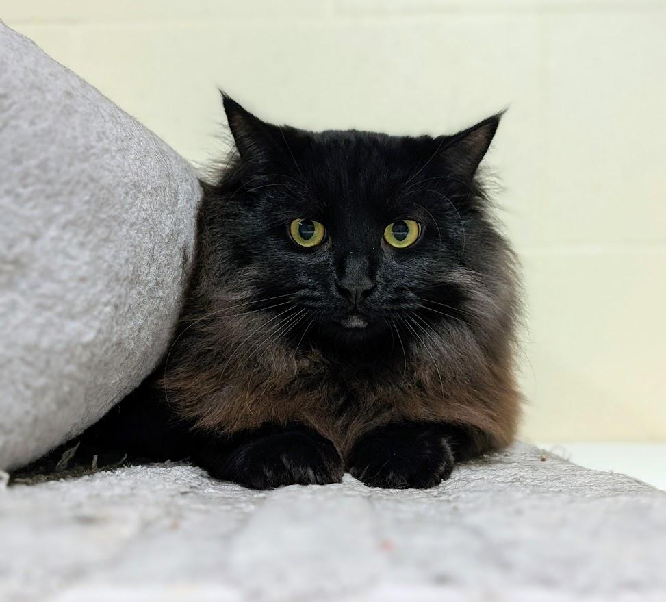 Michael , adoptable, Young Male Domestic Medium Hair.