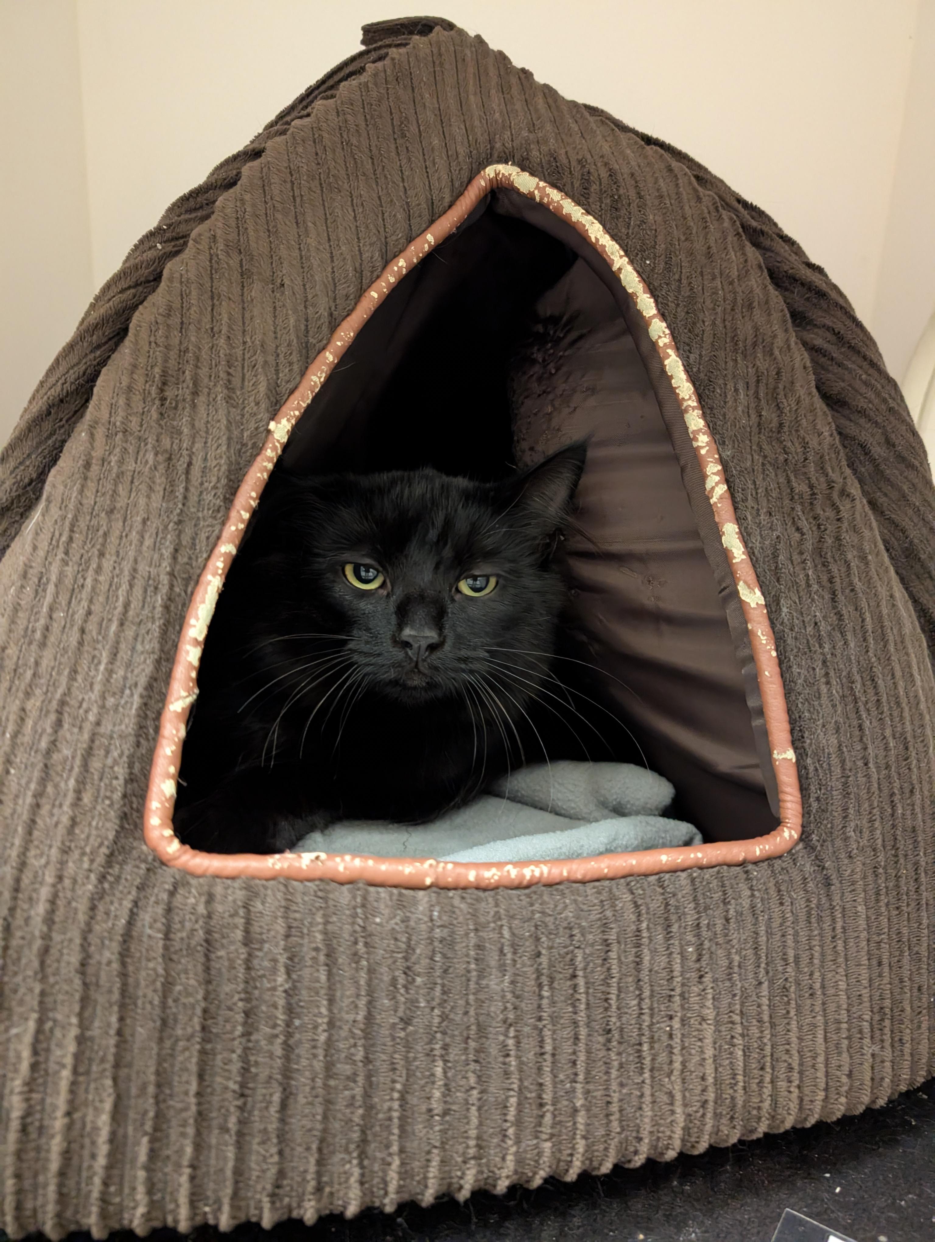 Enlarge Michael , an adoptable Domestic Medium Hair in Coquitlam, BC image 2/2