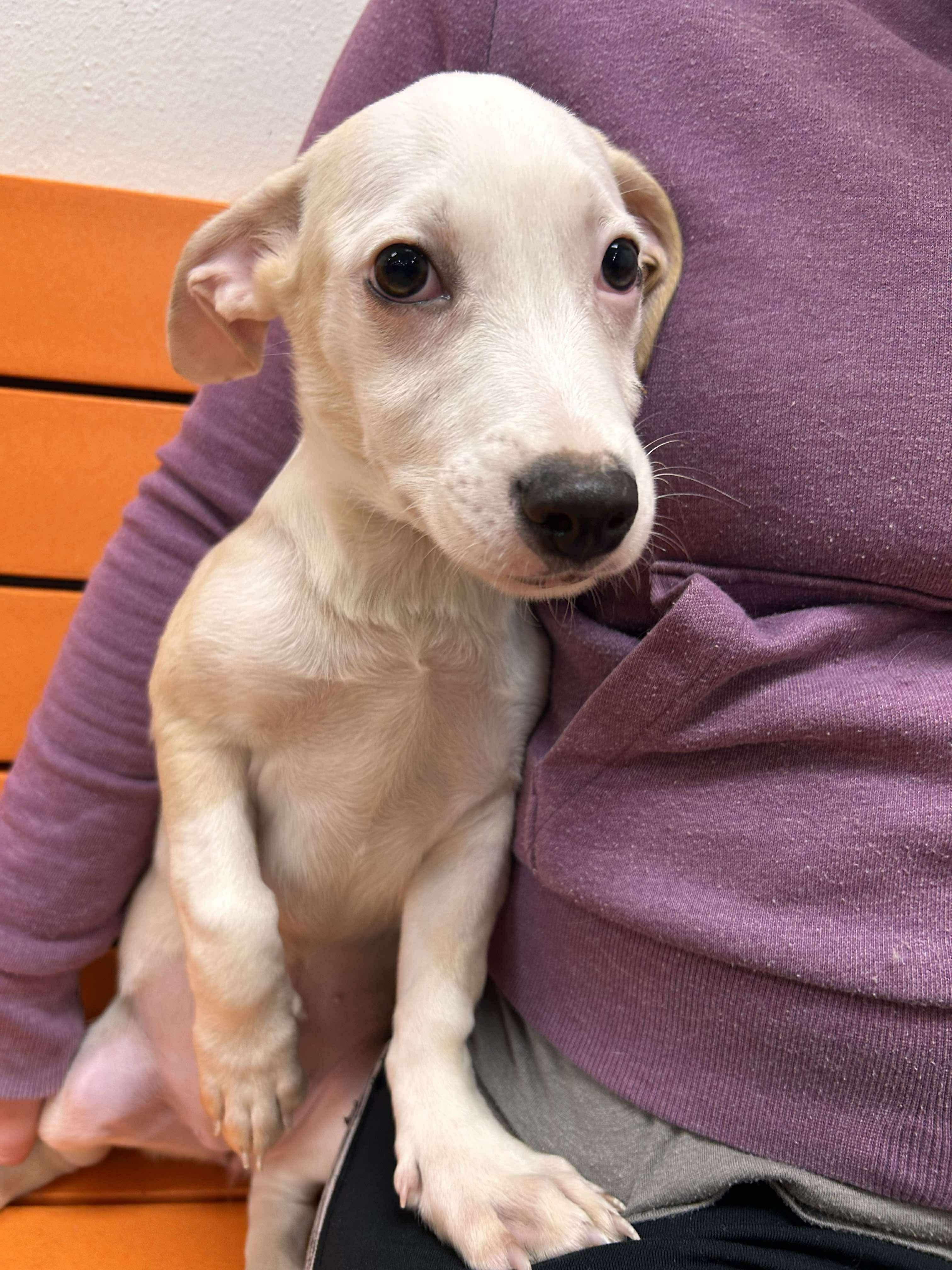 Ginny #2, Adoptable, Puppy Female Mixed Breed.
