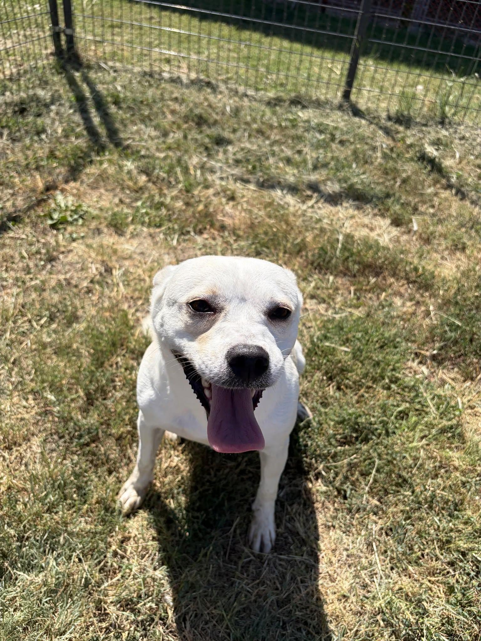 Chica, Adopted, Young Female Mixed Breed.