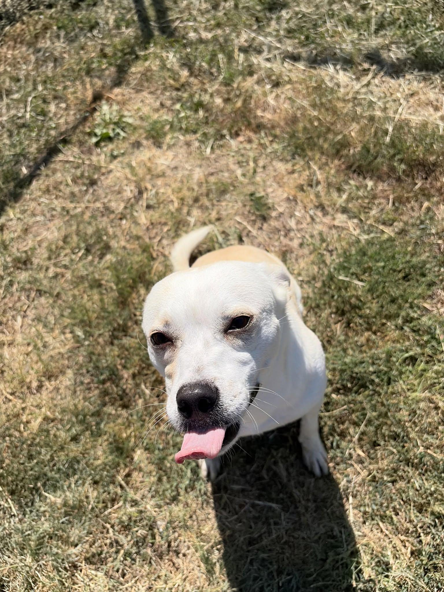 Enlarge Chica, a Adopted Mixed Breed in McPherson, KS image 2/2