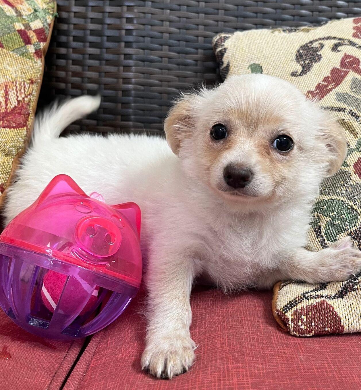 Enlarge Chen, an adopted mixed breed in Kerrville, TX image 3/3