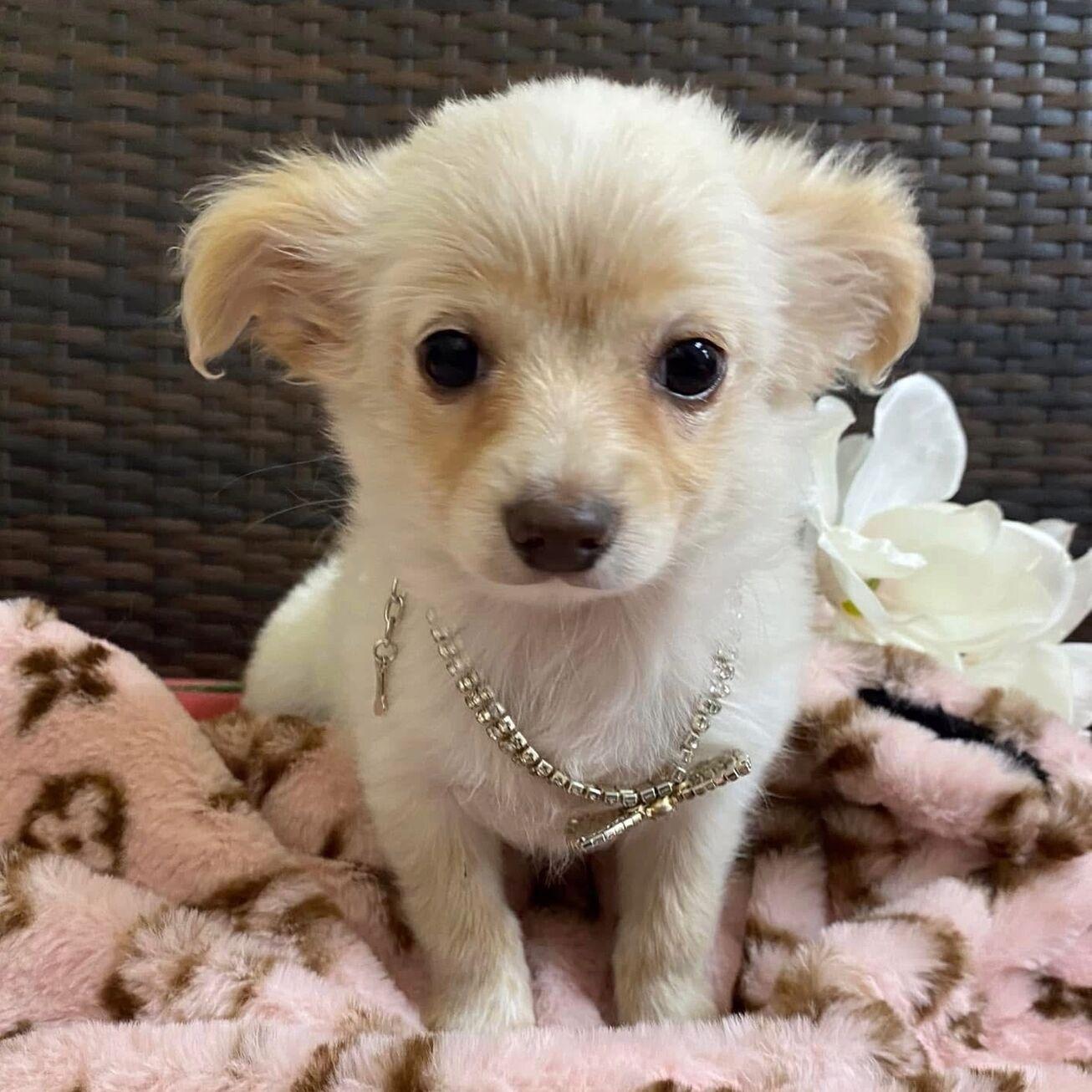 Chen, adopted, Puppy Female Chihuahua.