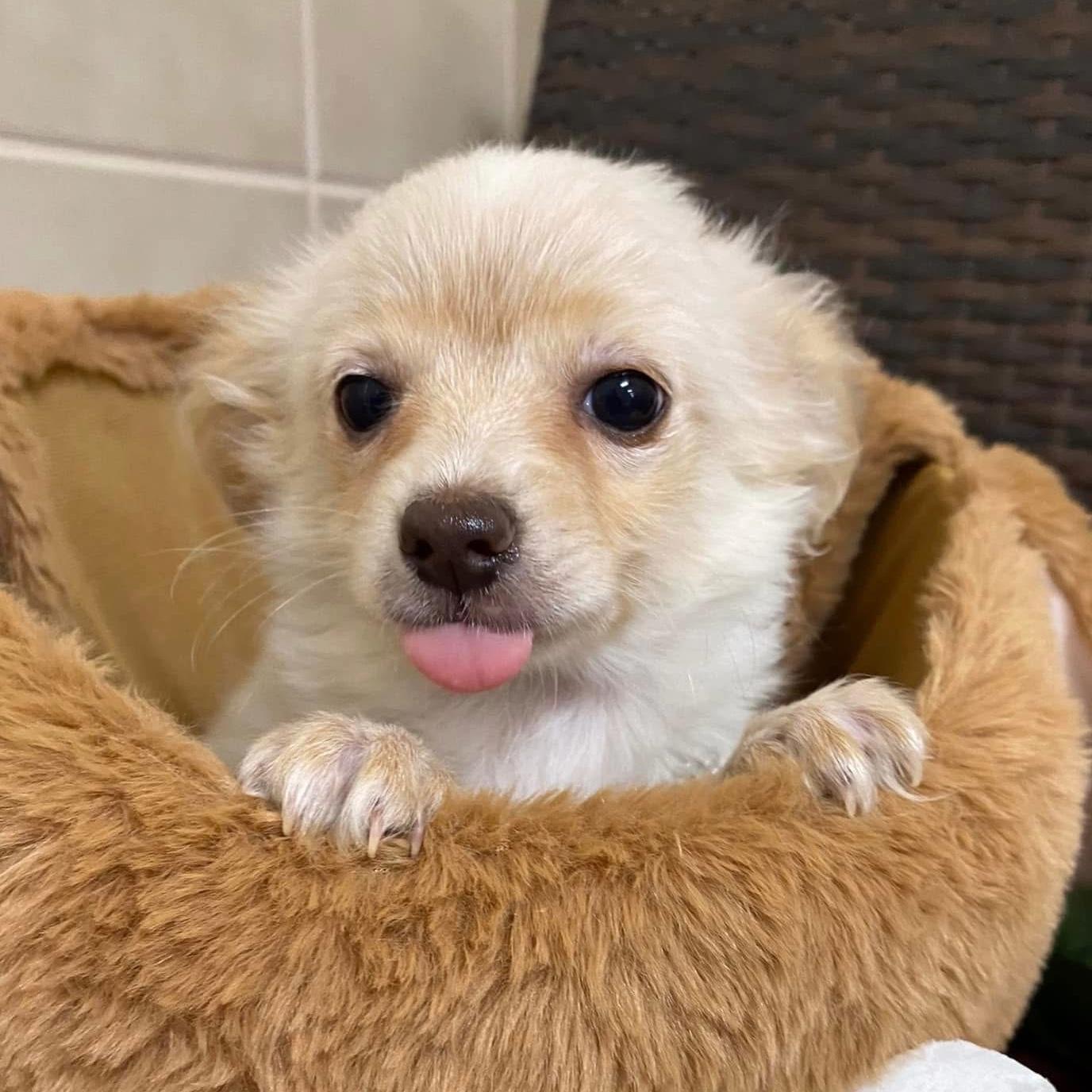 Enlarge Chen, an adopted mixed breed in Kerrville, TX image 2/3