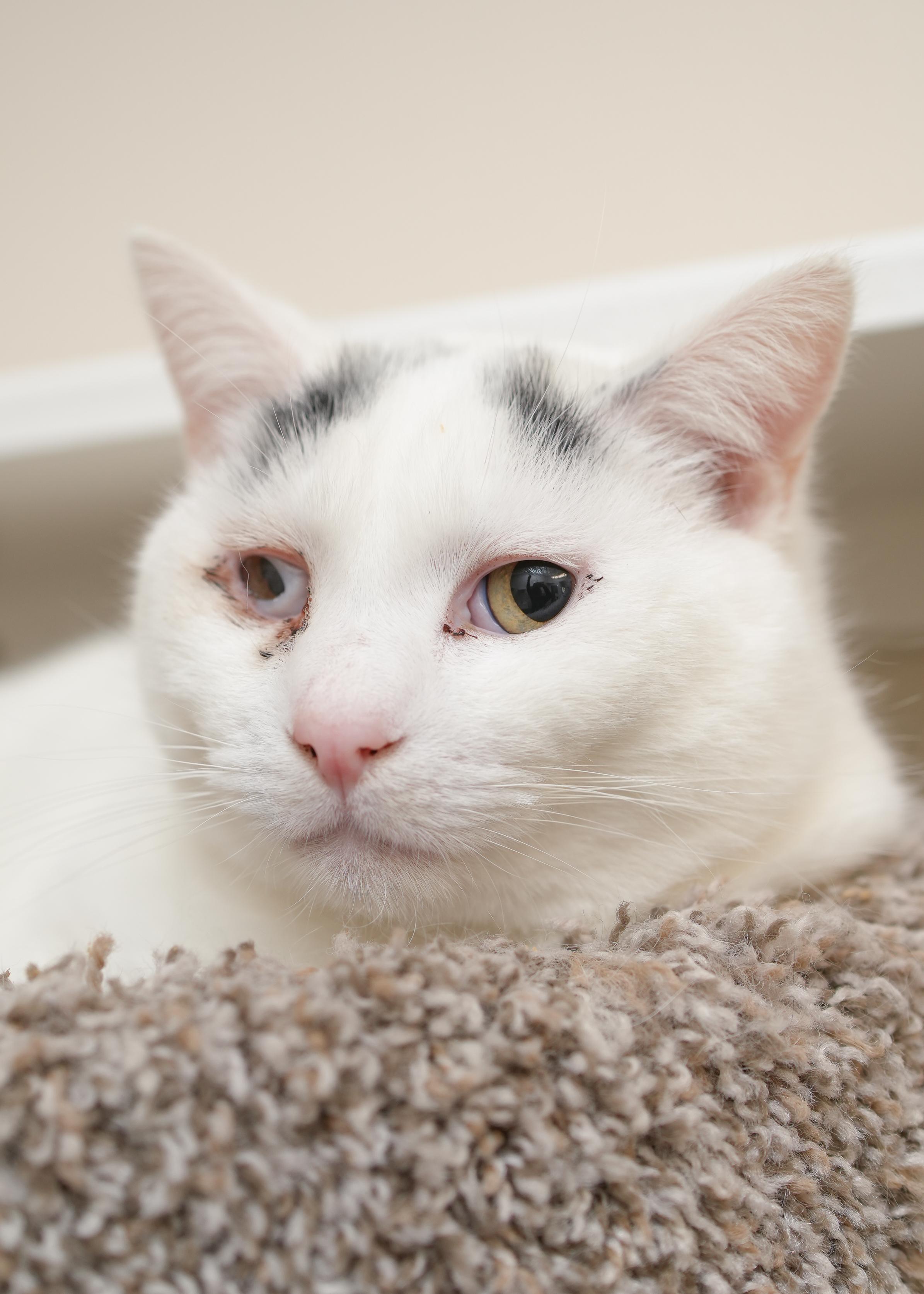 Lucin, ADOPTABLE, Adult Male Domestic Short Hair.