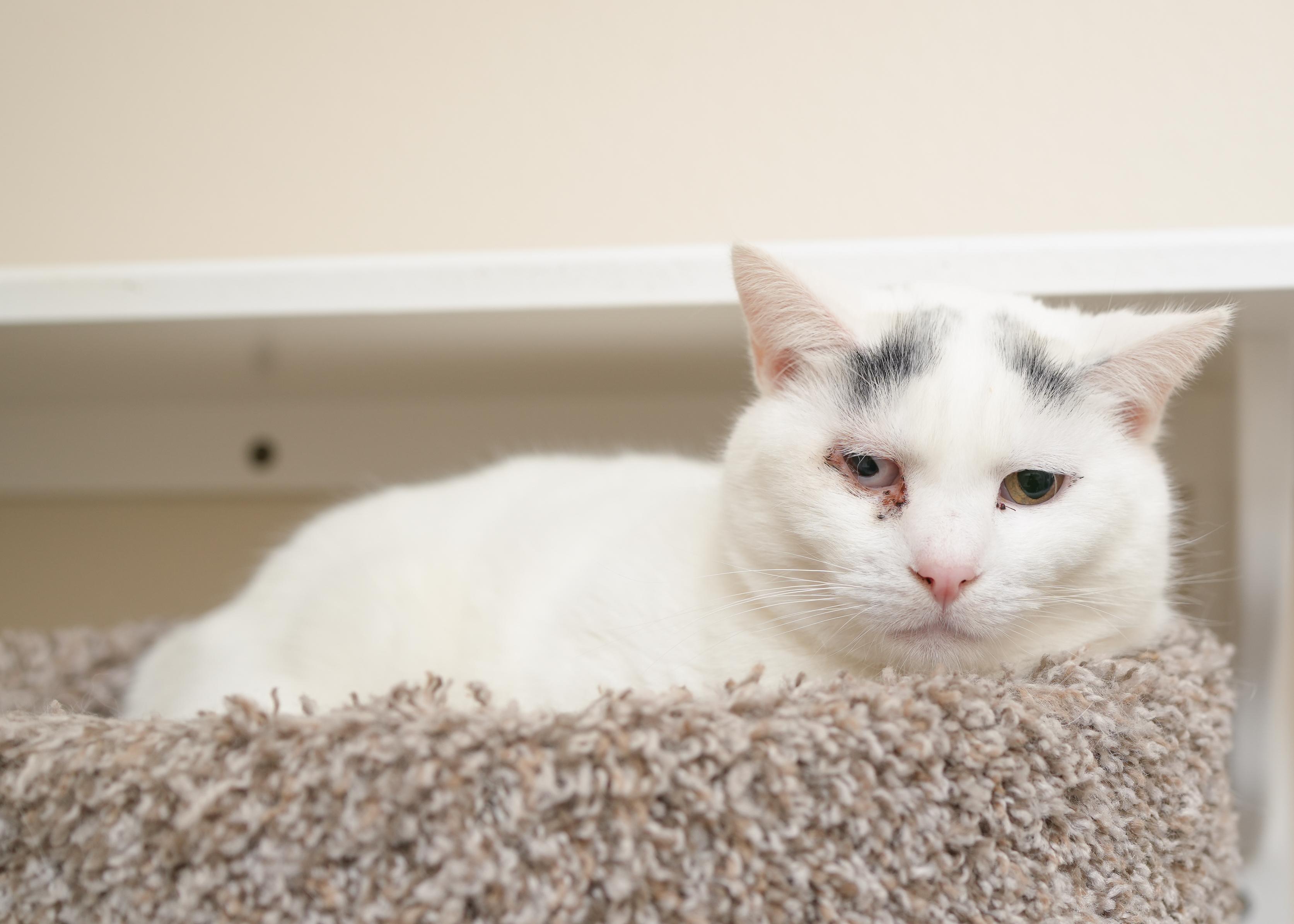 Enlarge Lucin, a ADOPTABLE Domestic Short Hair in Boise, ID image 3/3