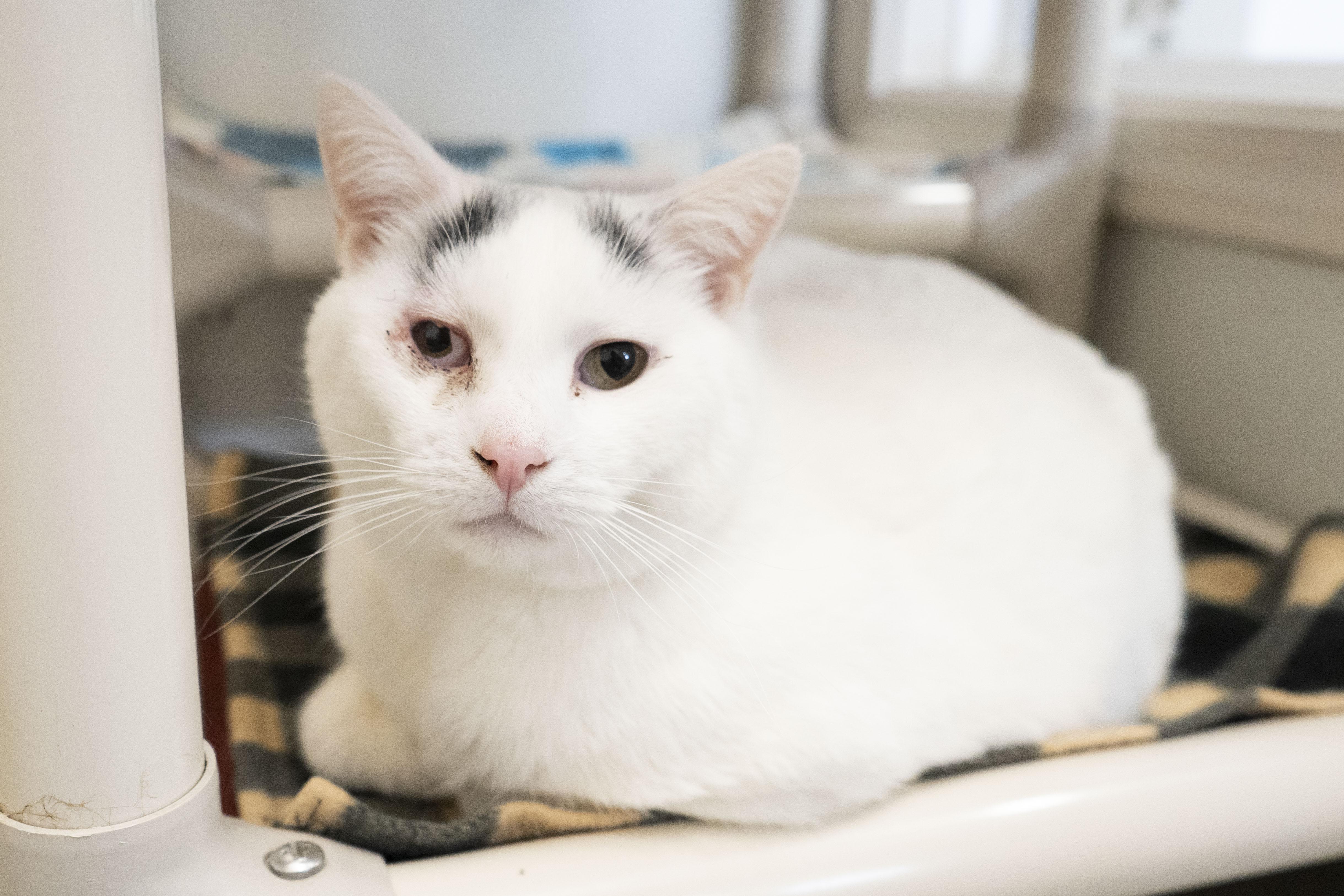 Enlarge Lucin, a ADOPTABLE Domestic Short Hair in Boise, ID image 1/3