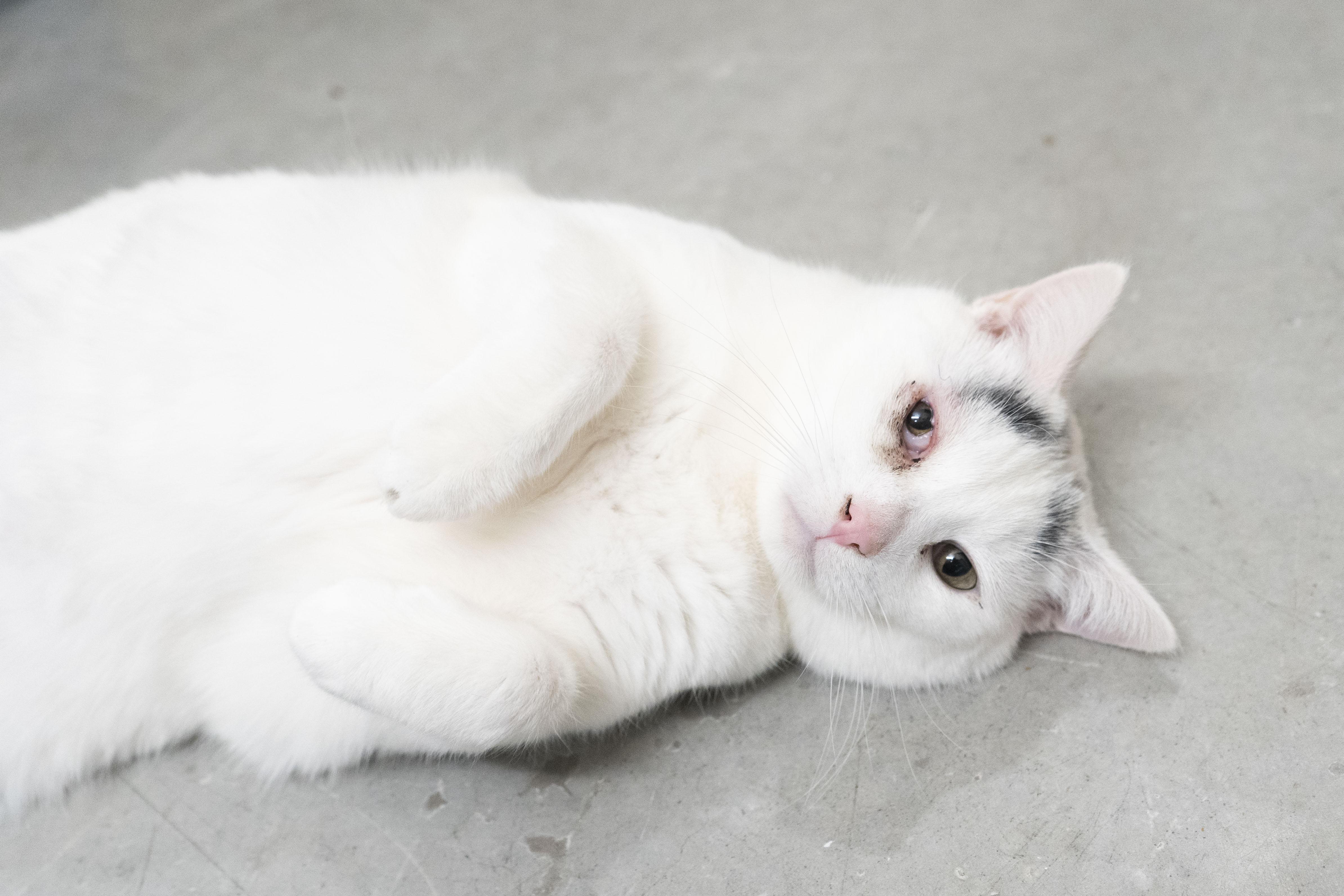 Enlarge Lucin, a ADOPTABLE Domestic Short Hair in Boise, ID image 2/3