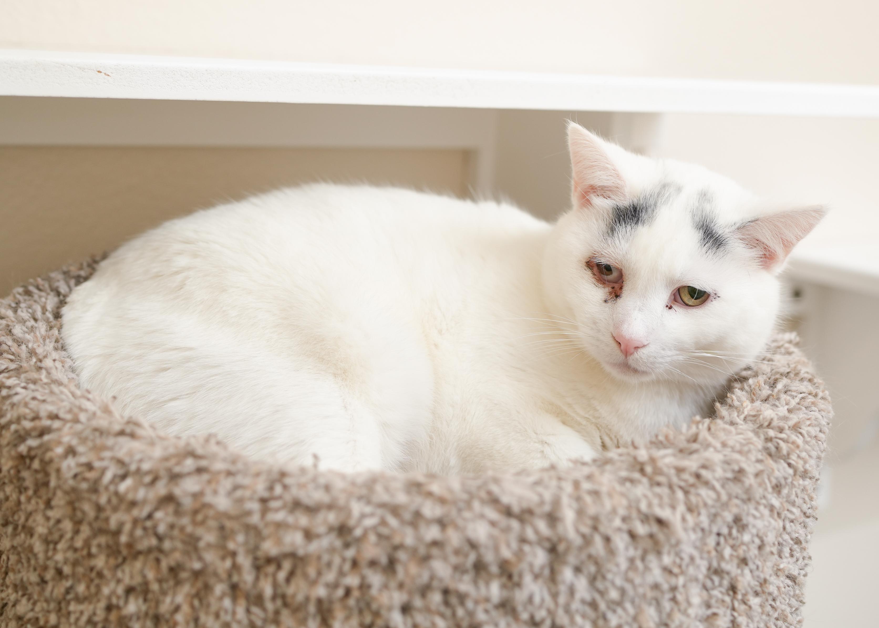 Enlarge Lucin, a ADOPTABLE Domestic Short Hair in Boise, ID image 2/3