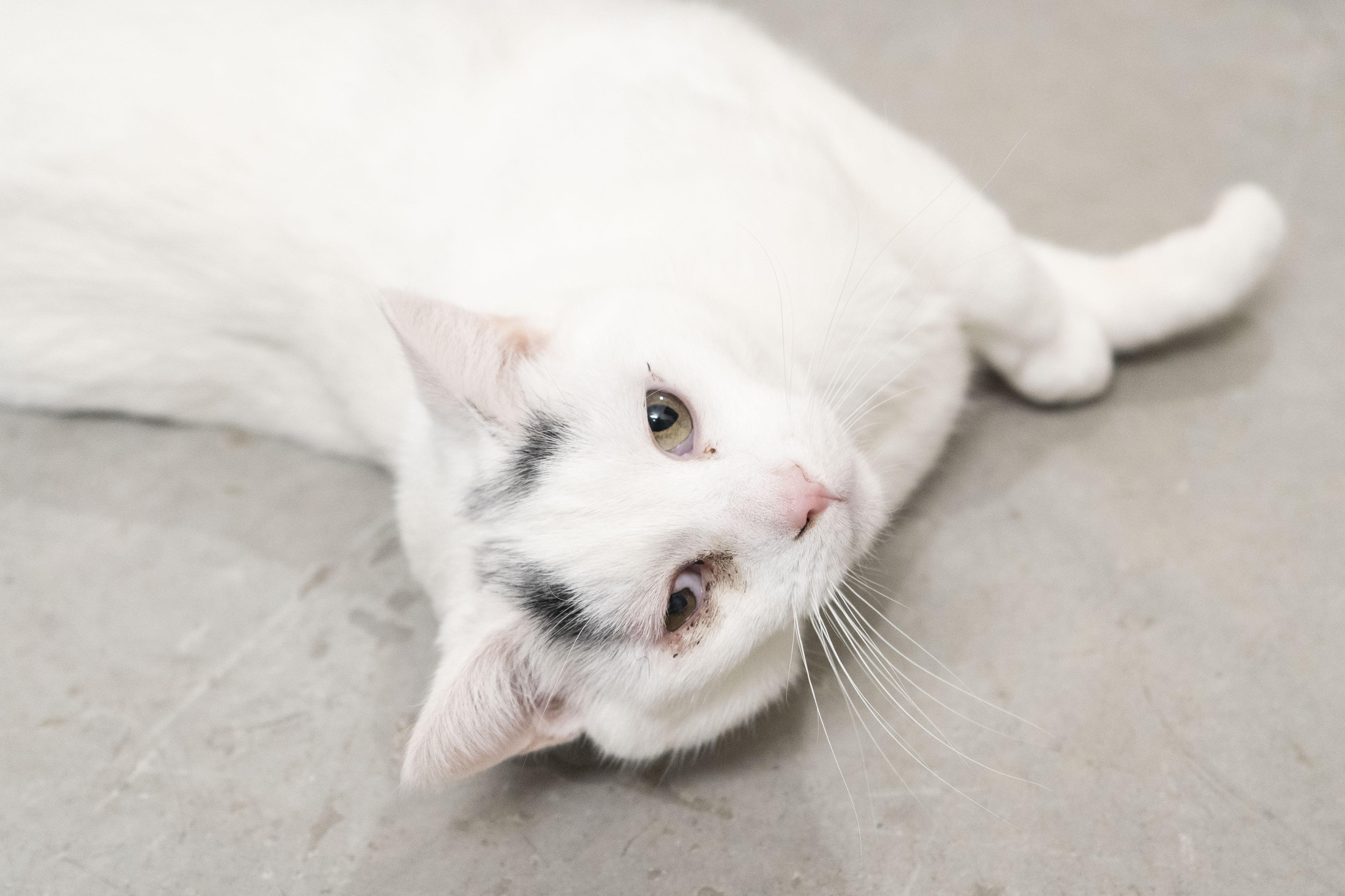 Enlarge Lucin, a ADOPTABLE Domestic Short Hair in Boise, ID image 3/3