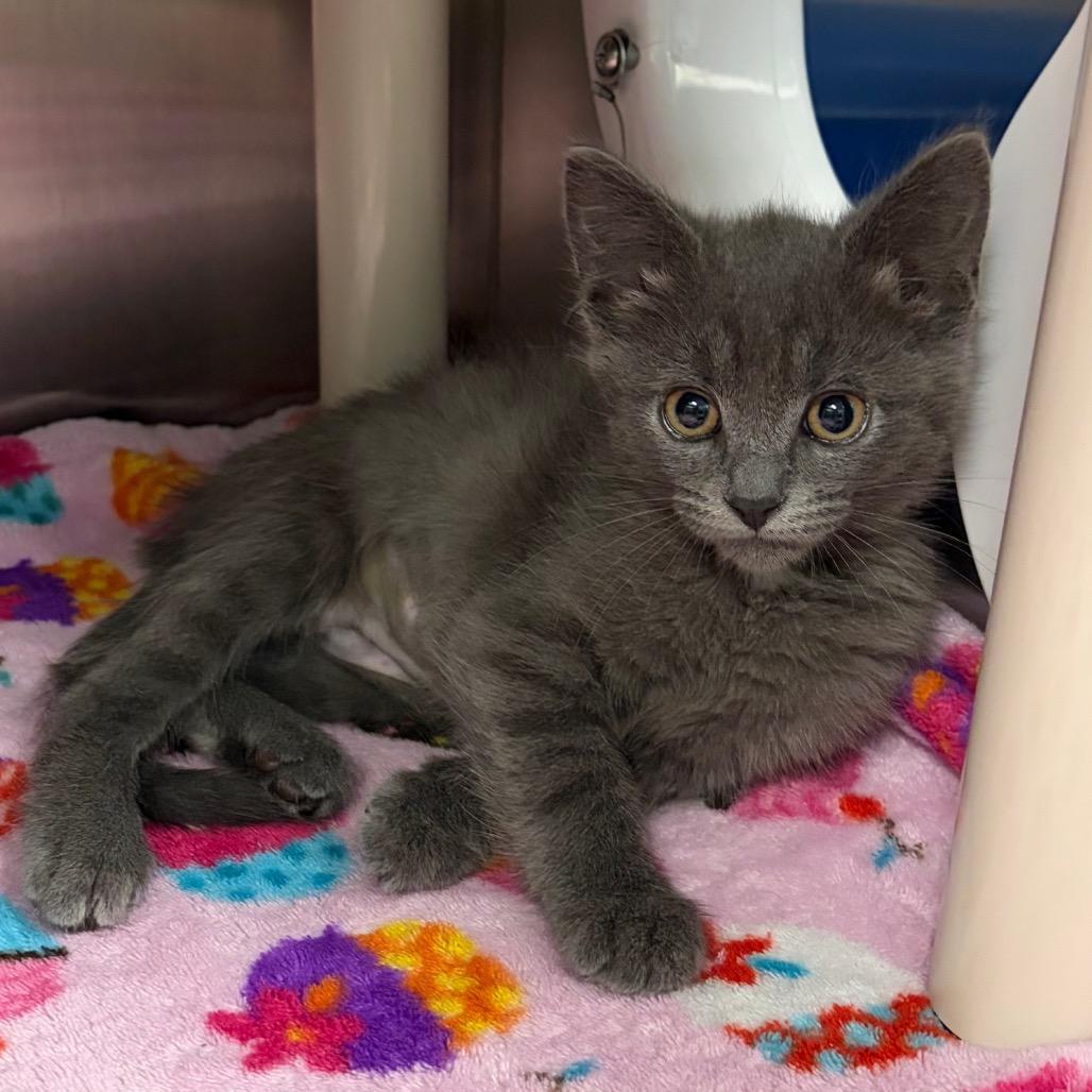 Agatha, Adoptable, Kitten Female Domestic Short Hair.