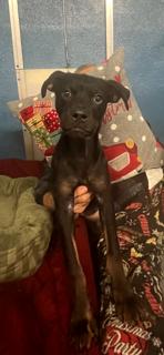 Shadow, ADOPTABLE, Puppy Male Rottweiler.