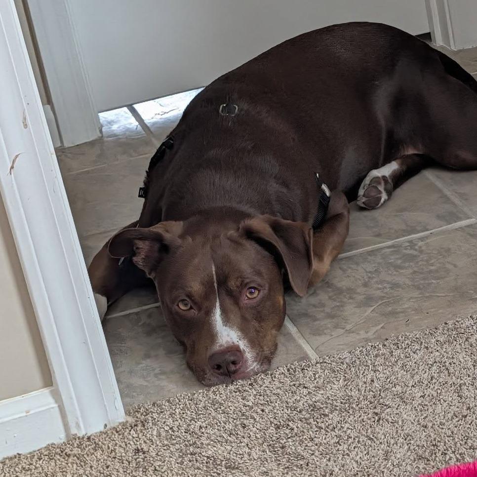 Moose, Adoptable, Adult Male Chocolate Labrador Retriever & American Staffordshire Terrier.