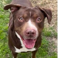 Moose, Adoptable, Adult Male Chocolate Labrador Retriever & American Staffordshire Terrier.