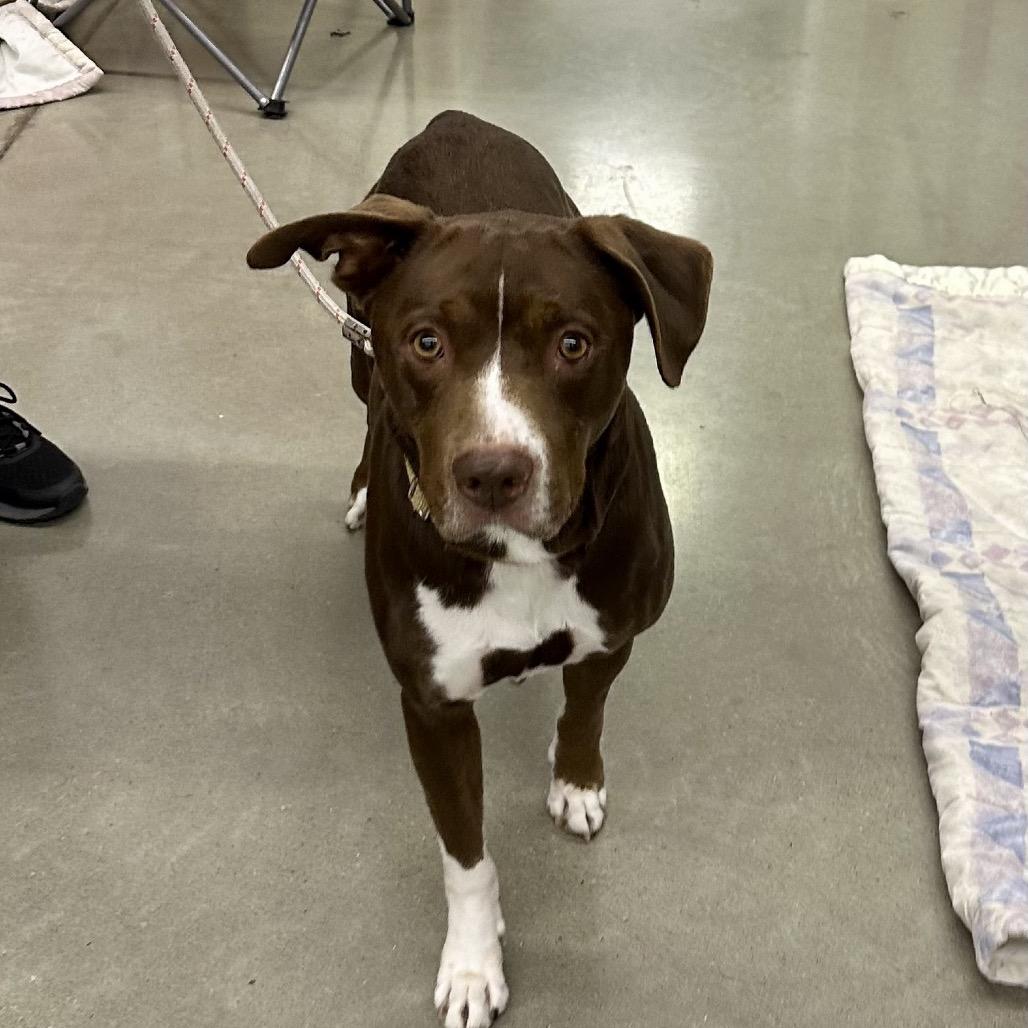 Moose, a Adoptable mixed breed in Overland Park, KS image 2/2