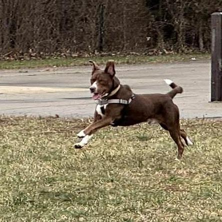 Enlarge Moose, a Adoptable mixed breed in Overland Park, KS image 3/6