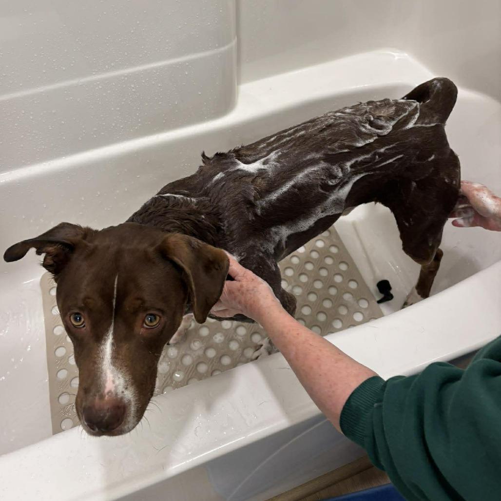 Enlarge Moose, a Adoptable mixed breed in Overland Park, KS image 4/6