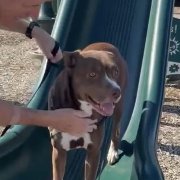 Enlarge Moose, a Adoptable mixed breed in Overland Park, KS image 3/3