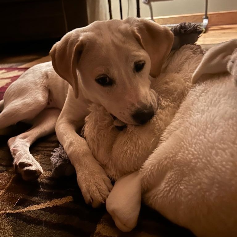 Enlarge Hiccup, a Adoptable mixed breed in Amery, WI image 2/4