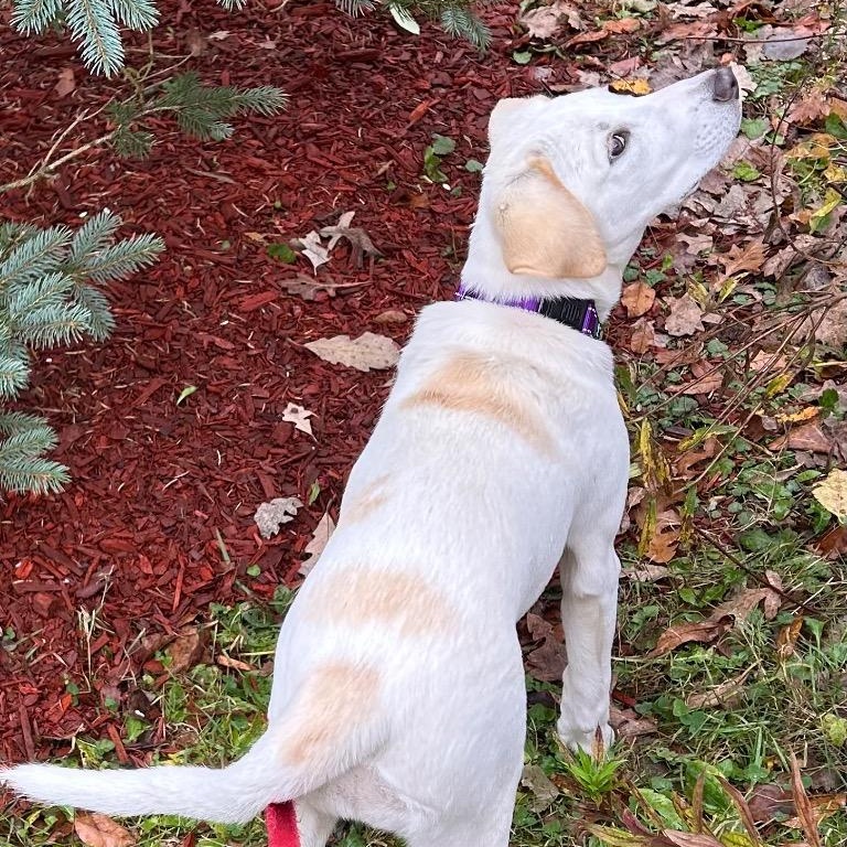 Enlarge Hiccup, a Adoptable mixed breed in Amery, WI image 3/4