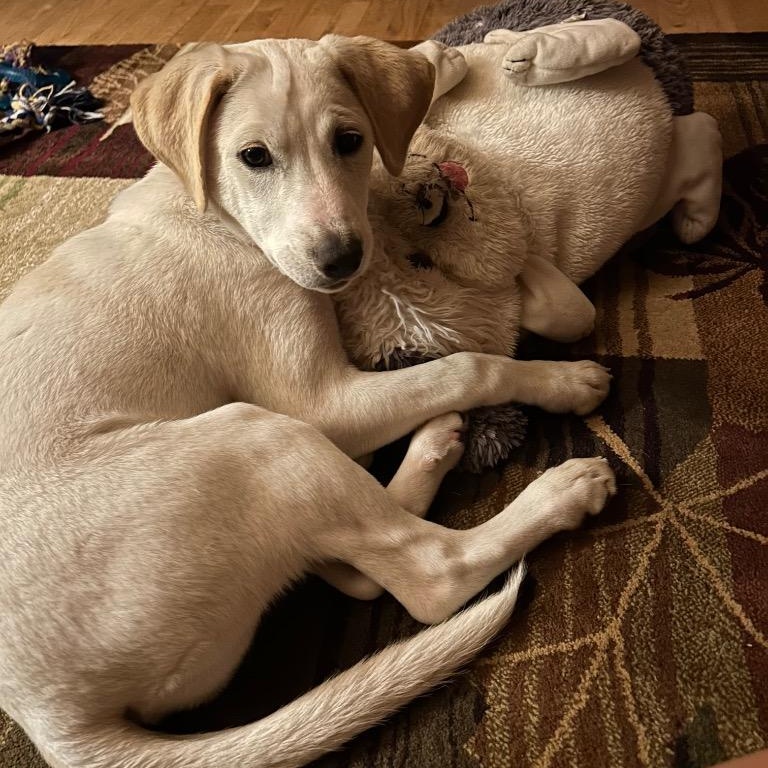 Hiccup, Adoptable, Puppy Female Labrador Retriever & Mixed Breed.