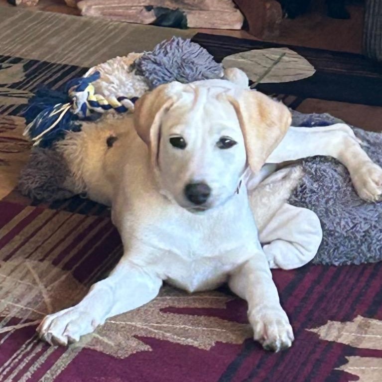 Enlarge Hiccup, a Adoptable mixed breed in Amery, WI image 4/4