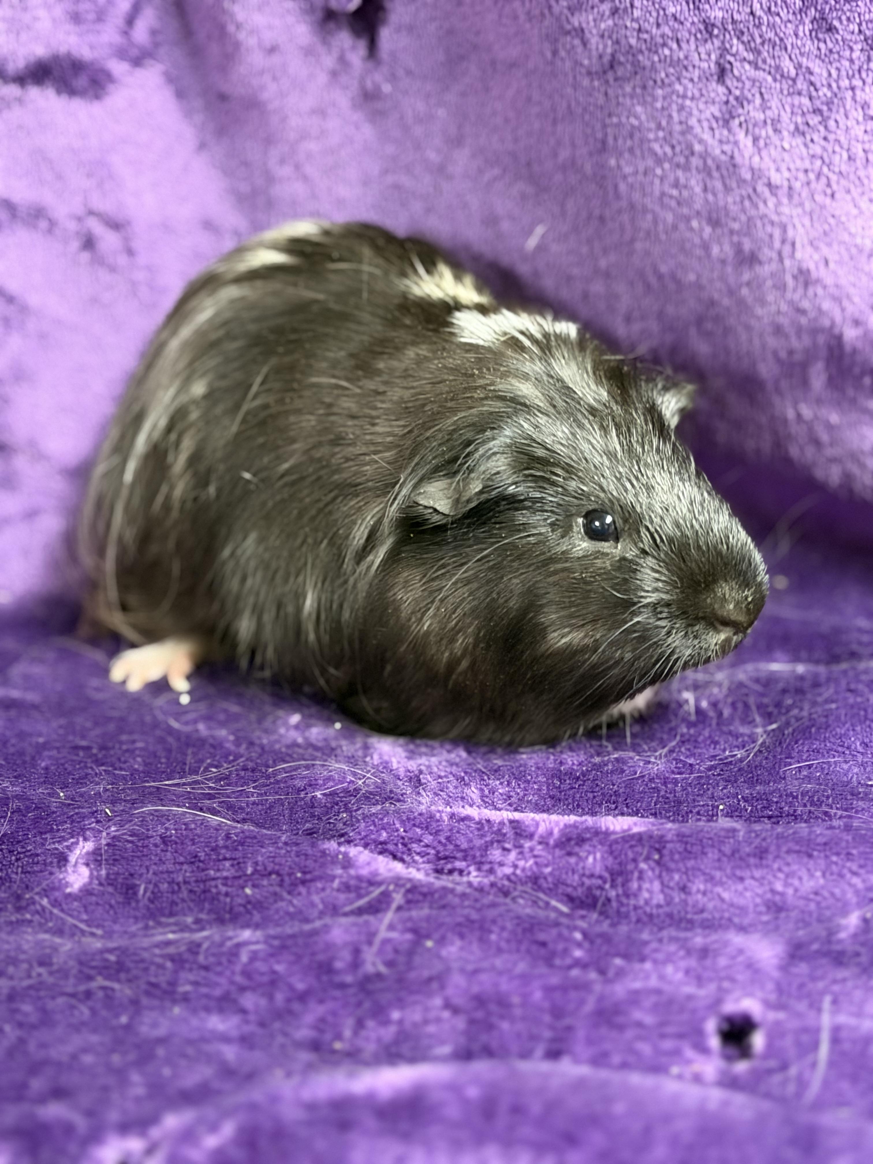 Enlarge Starsky: video!!, a ADOPTABLE mixed breed in Edinburg, PA image 4/6