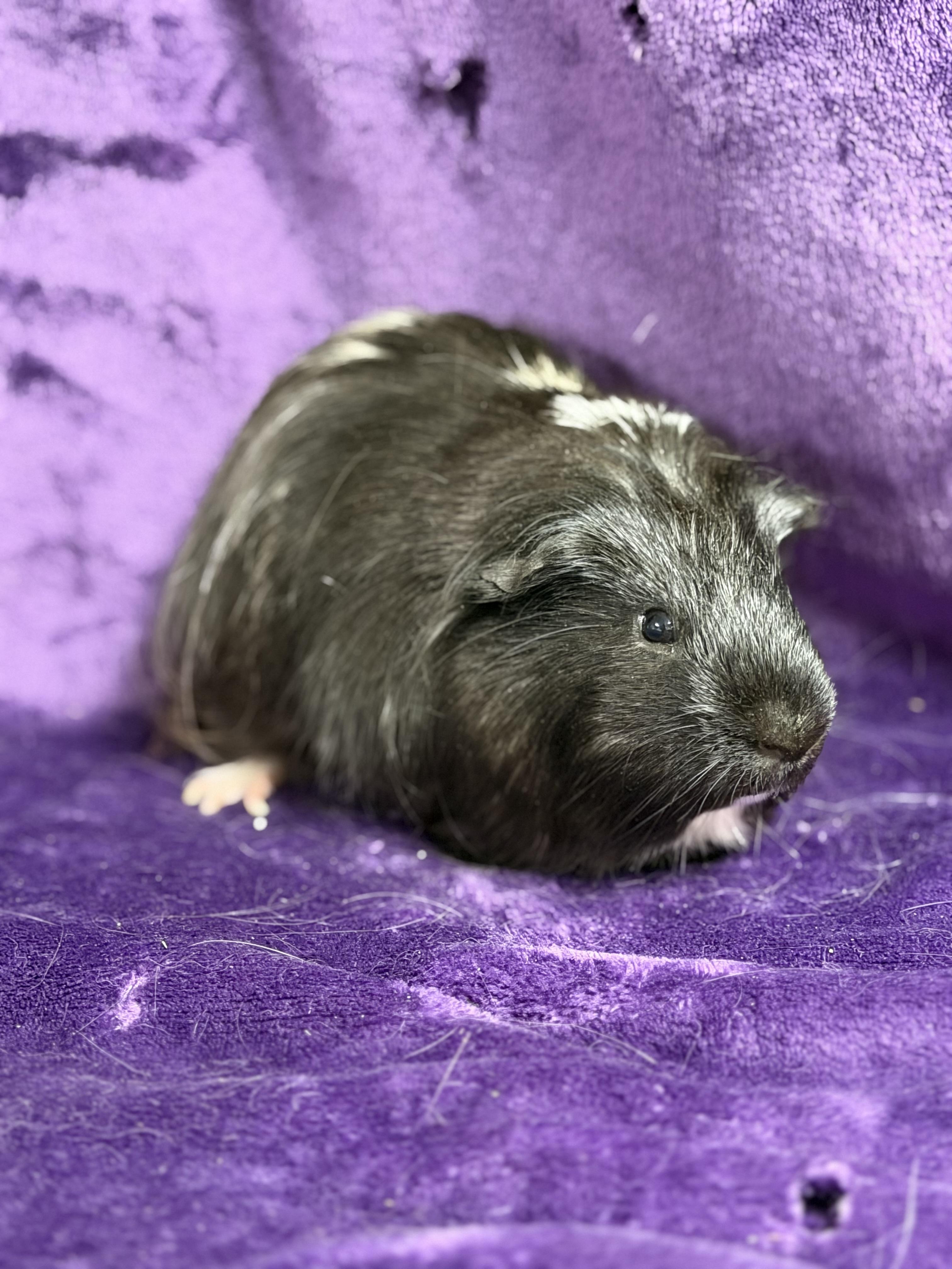 Starsky: video!!, ADOPTABLE, Young Male Guinea Pig & Silkie / Sheltie.