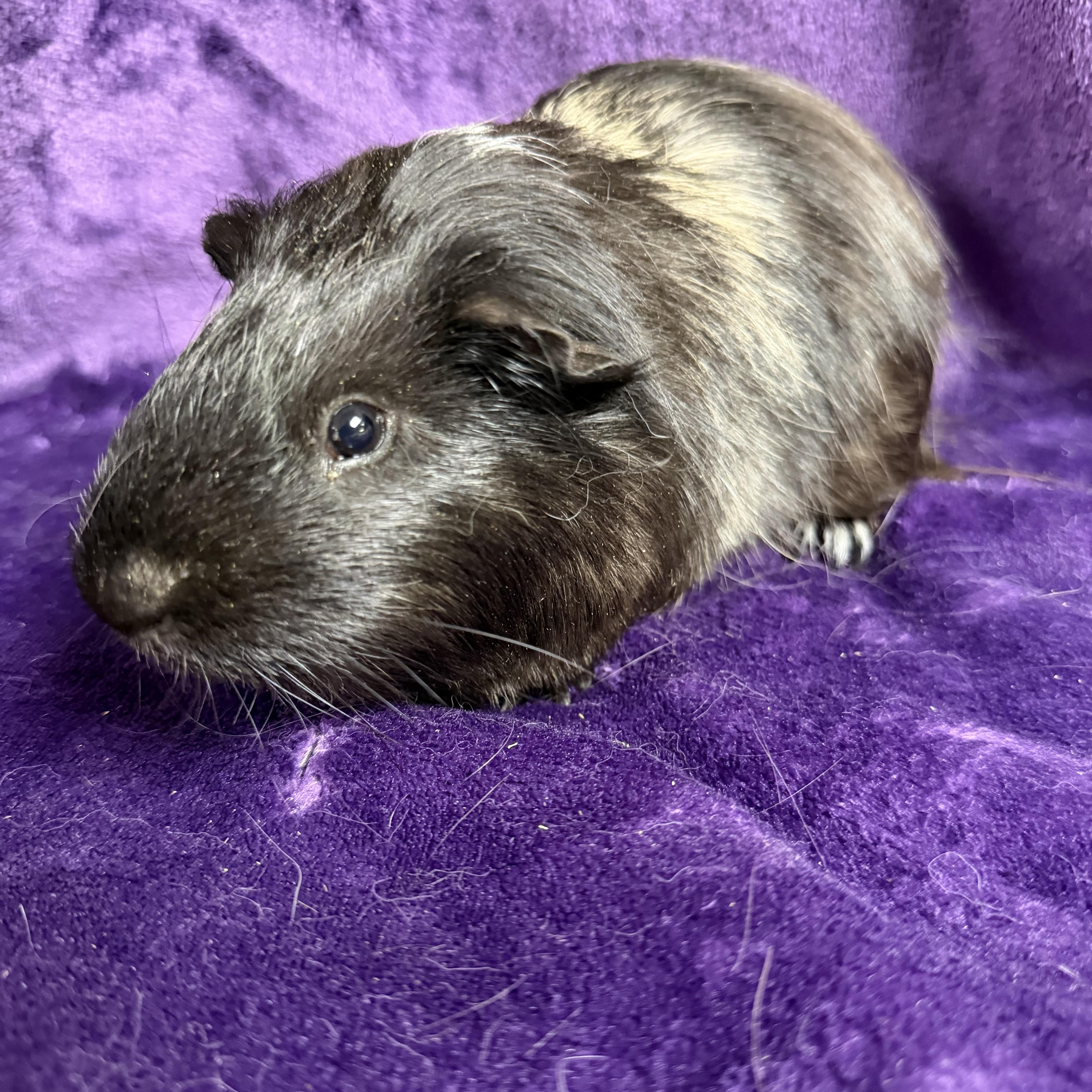 Enlarge Starsky: video!!, a ADOPTABLE mixed breed in Edinburg, PA image 6/6