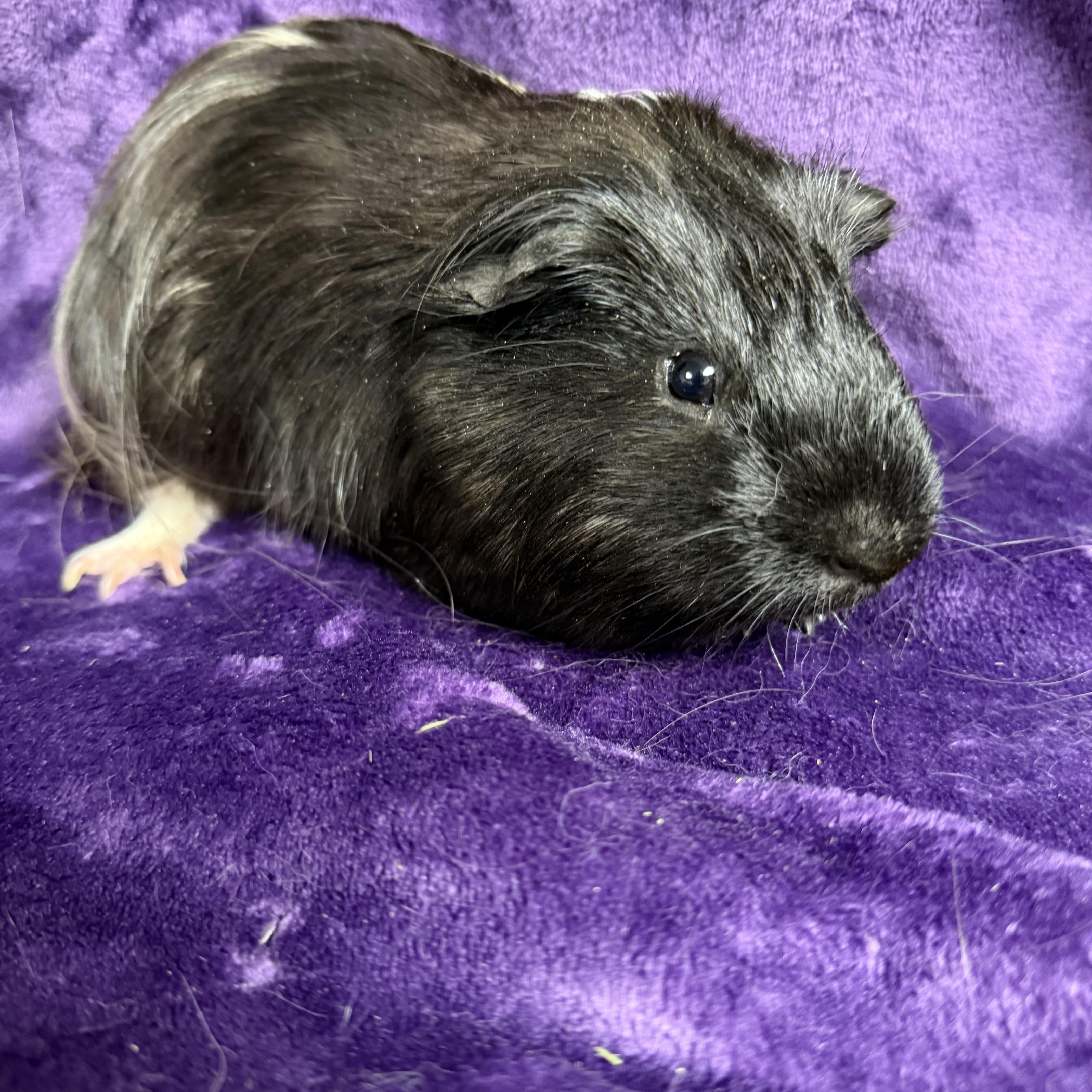 Enlarge Starsky: video!!, a ADOPTABLE mixed breed in Edinburg, PA image 3/6