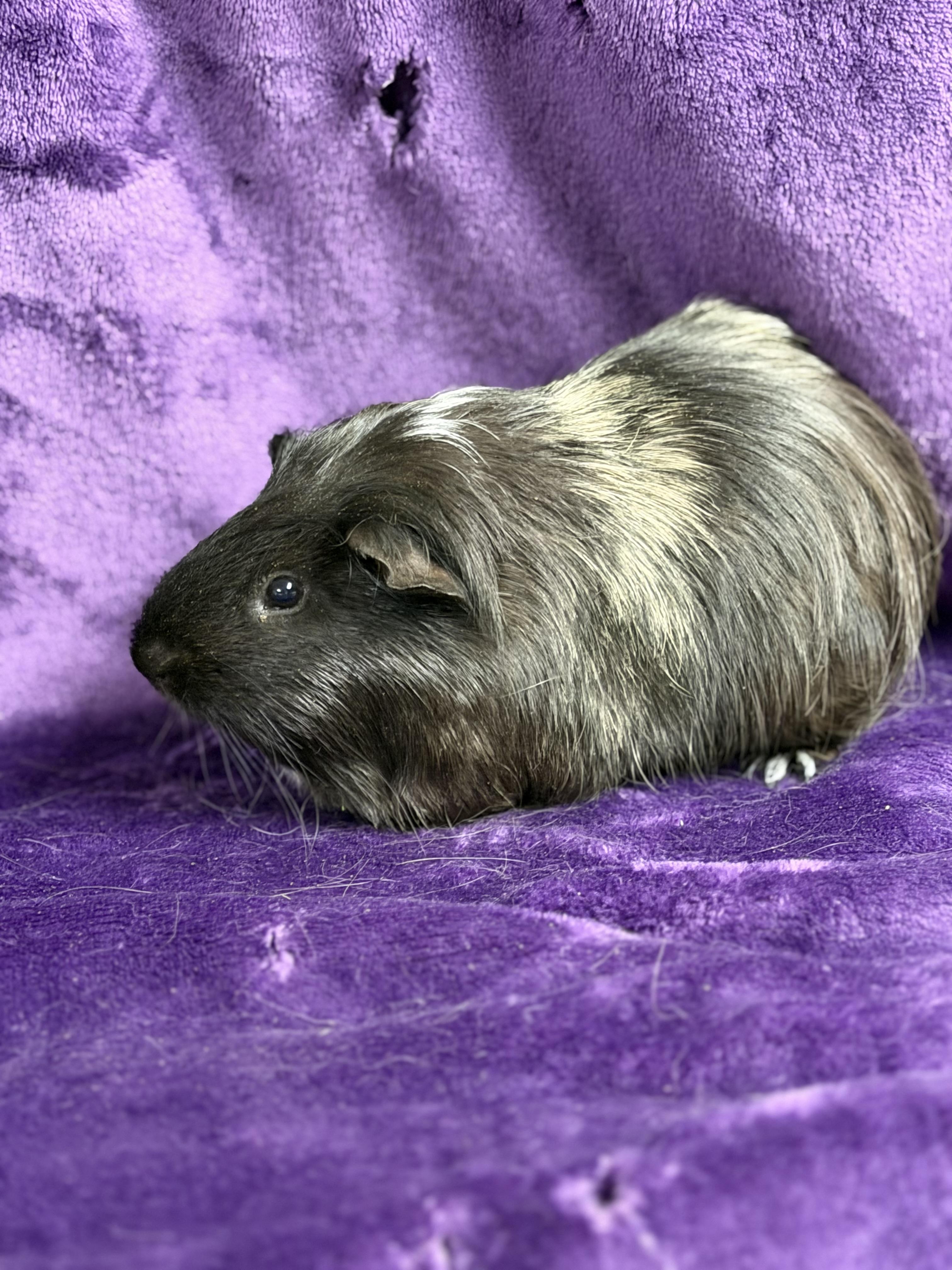 Enlarge Starsky: video!!, a ADOPTABLE mixed breed in Edinburg, PA image 2/6