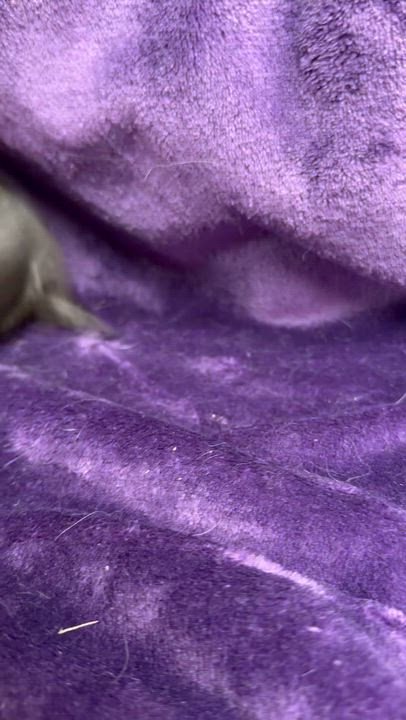 Enlarge Starsky: video!!, a ADOPTABLE mixed breed in Edinburg, PA video 5/6