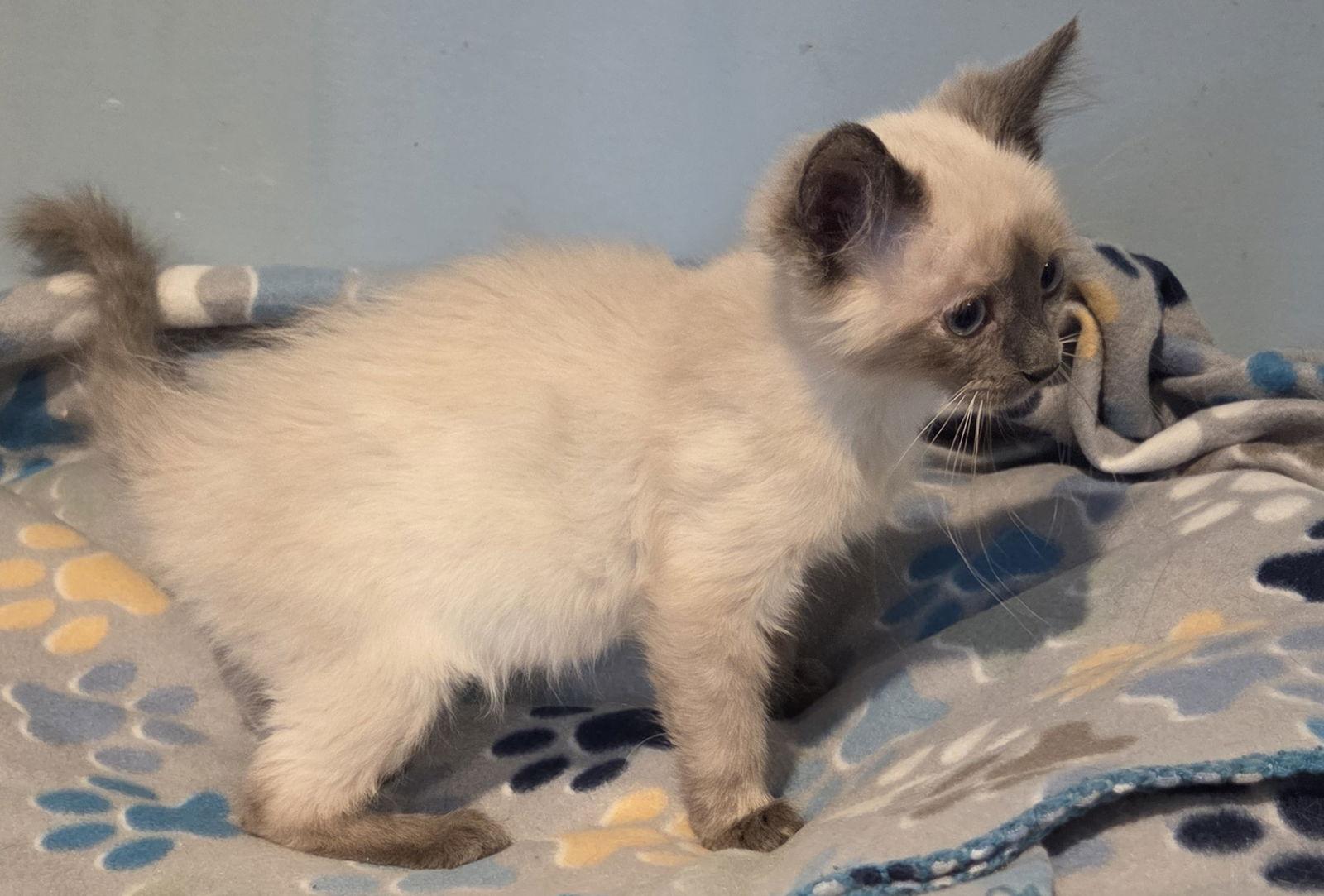 Egret, Adopted, Kitten Female Domestic Long Hair & Himalayan.